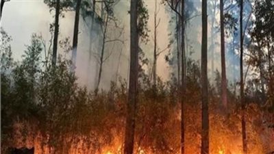 انتشار حرائق الغابات في جميع أنحاء ألبانيا بسبب ارتفاع درجات الحرارة