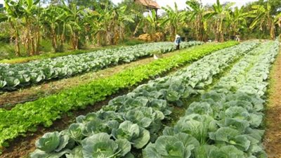 بالانفوجراف | 