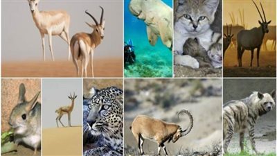 5 حيوانات عربية مهددة بالانقراض.. تعرف عليها 