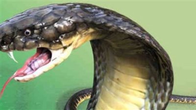 هيئة الإسعاف تكشف طرق إسعاف المصابين بلدغات الثعابين