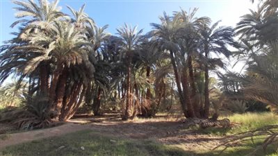 ورشة عمل تنظمها الزراعة بأسوان لتعظيم الاستفادة من التمور ومتبقيات نخيل البلح