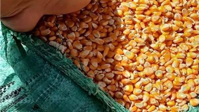 لأول مرة.. تفعيل منظومة الزراعة التعاقدية واستلام مصانع الأعلاف للذرة الصفراء 