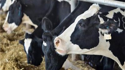 «المركزى للإحصاء»: عدد حالات الإزالة عام 2020 بلغت 44 ألف 104 حالة 