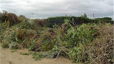 الإحصاء :3.6 مليون طن إجمالي المخلفات الزراعية المتولدة خلال 2020 