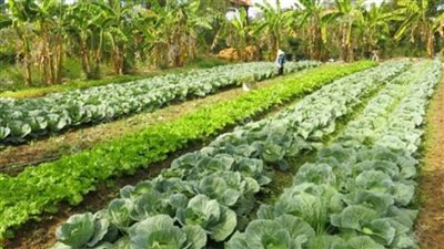 بالانفوجراف | 