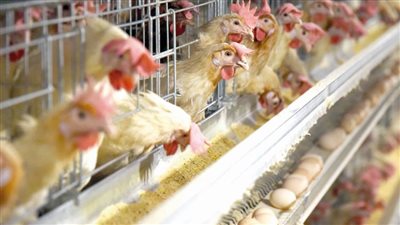  شعبة الدواجن تكشف السبب الحقيقي لأزمة الأعلاف.. فيديو