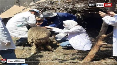 الزراعة : انطلاق الحملة القومية للتحصين ضد مرض طاعون المجترات الصغيرة