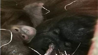 ولادة سلالة نادرة من القرود المهددة بالانقراض في بريطانيا 