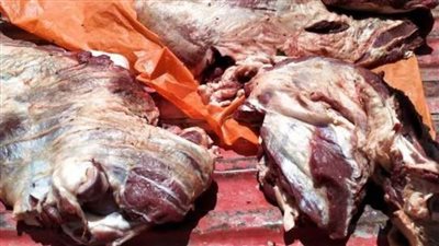ضبط 19 طن لحوم ودواجن غير صالحة للاستهلاك الآدمي بالجيزة