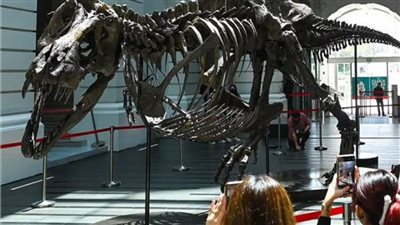 علماء الحفريات يحذرون من بيع هياكل الديناصورات 