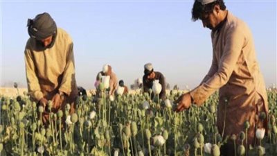 الأمم المتحدة: زراعة الأفيون تتضاعف بأفغانسان رغم حظر «طالبان» 