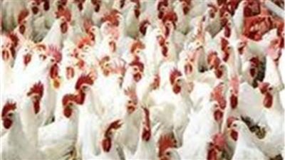 استقرار أسعار الدواجن اليوم 7 نوفمبر