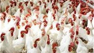 استقرار اسعار الدواجن اليوم 20 نوفمبر 2022 