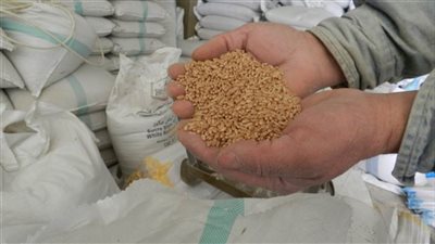 تنطلق الأحد رسميًا.. البورصة السلعية تستعد لطرح كميات من القمح لبيعها للمطاحن 