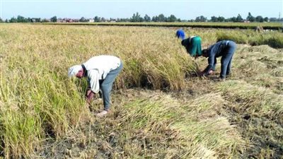مسؤول بالتموين: المزارع يورد ربع محصوله فقط.. والأرز بالمجمعات بـ14 جنيها