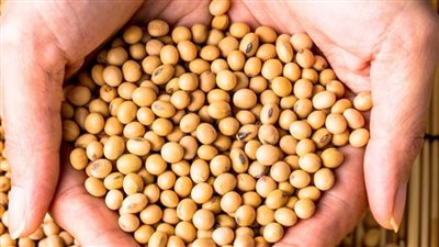 1500 جنيه زيادة في سعر فول الصويا.. والطن يسجل 27 ألف جنيه 