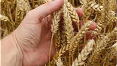 التموين تطرح 12 ألف طن قمح روسي ببورصة السلع 