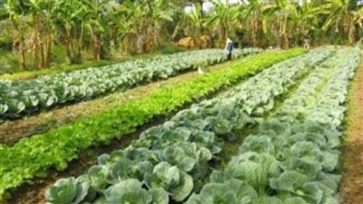 بالإنفوجراف.. 