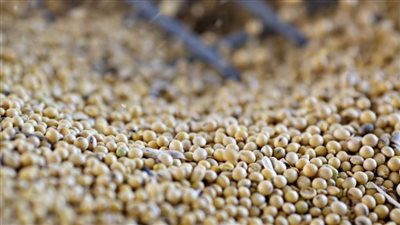 الزراعة: أفرجنا عن 1.1 مليون طن أعلاف.. والكمية تغطي احتياجات صناعة الدواجن