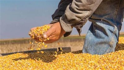 الزراعة: الإفراج عن 150 ألف طن أعلاف بحوالي 79 مليون دولار