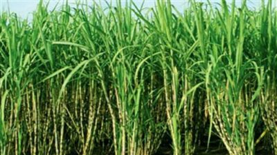 التموين: توريد قصب السكر بـ1100 جنيه للطن والبنجر بـ1000