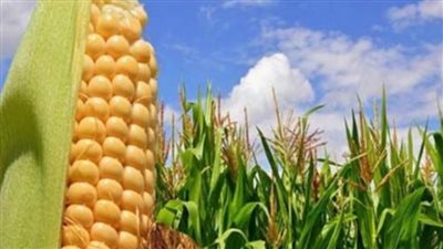 متحدث الزراعة: الذرة وفول الصويا على رأس أولويات عملية الإفراجات من أعلاف الدواجن