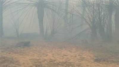 محافظ الوادي الجديد: السيطرة على حريق زراعات الموشية دون خسائر.. وإحالة المتسبب للنيابة