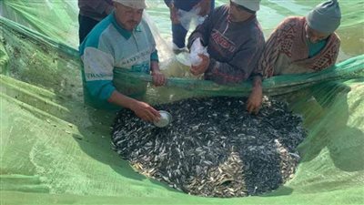 تنمية المصايد الطبيعية.. إلقاء 100 ألف زريعة أسماك في نهر النيل بالشرقية