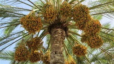 مركز البحوث الزراعية: تكثيف الأنشطة الإرشادية للوقاية والعلاج من سوسة النخيل الحمراء