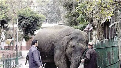 حقيقة تجريف أشجار حديقة الحيوان بالجيزة تزامنا مع تنفيذ خطة لتطويرها