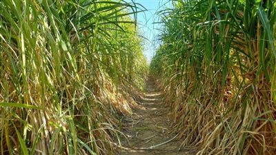 وزير الري: خطة تنفيذية للتحول لنظم الري الحديث في مزارع قصب السكر (صور)