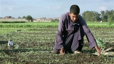 الحكومة: نظام الزراعة التعاقدية لتحديد سعر يشجع الفلاح على المحاصيل الإستراتيجية