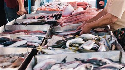 أسعار الأسماك اليوم السبت 28-1-2023 في الأسواق