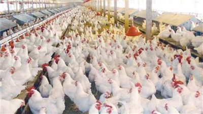 تراجع أسعار الدواجن 18 جنيهاً في الكيلو.. اليوم