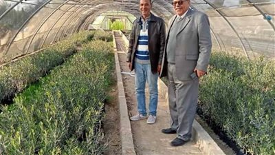 الزراعة: توزيع 20000 شتلة لوز على الفلاحين بقرى الشيخ زويد