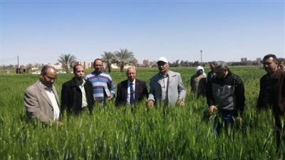 الزراعة تنفى وجود إصابات حشريه مؤثرة علي النباتات بالمنيا