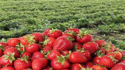الزراعة: إنشاء مركز علمي لإنتاج شتلات الفراولة والموالح المميزة