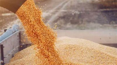 الزراعة : الإفراج عن 166 ألف طن ذرة وفول صويا بـ81 مليون دولار