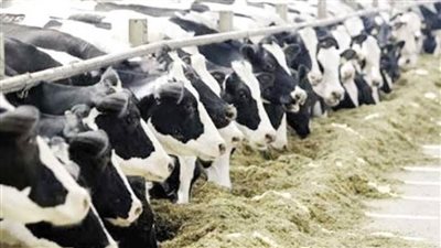 توفير 30 ألف رأس ماشية من تشاد.. وسعر الكيلو مفاجأة