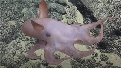 «الإمبراطور دامبو».. غموض الاخطبوط في أعماق البحار 