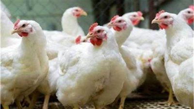 أسعار الدواجن والبيض اليوم الإثنين 20-3-2023 في الأسواق