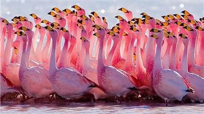 أغرب أنواع الفلامنجو.. أغربها «الأنديز» 