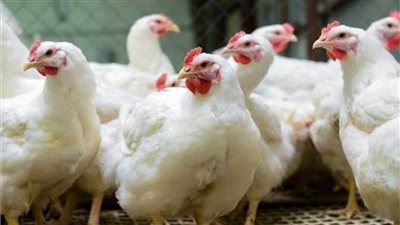 استقرار أسعار الدواجن اليوم السبت 25 مارس 