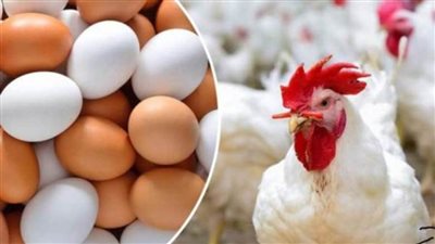 أسعار الدواجن والبيض خامس أيام رمضان