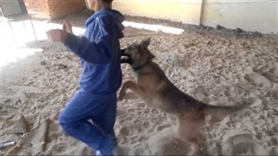 الغربية .. كلب ضال يعقر سيدة بقرية الجعفرية مركز السنطة