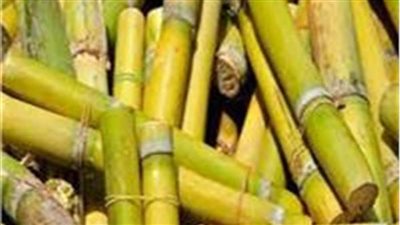 التموين تستلم نحو 6 ملايين طن قصب حتى الآن 