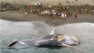 نفوق أكبر الحيتان على الشواطئ يثير القلق في إندونيسيا 
