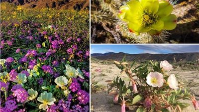 «حديقة أنزا بوريجو».. صحراء مغطاة بألف لون من الزهور بكاليفورنيا