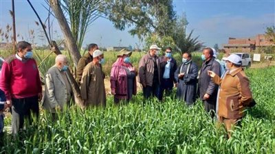 الزراعة تطمئن على محصول القمح في محافظة البحيرة