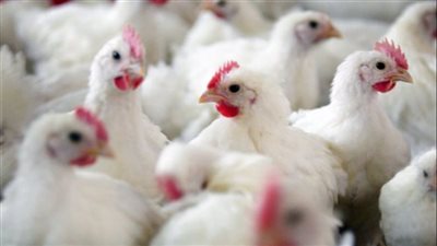 ننشر أسعار الدواجن في الأسواق اليوم السبت 15 أبريل  